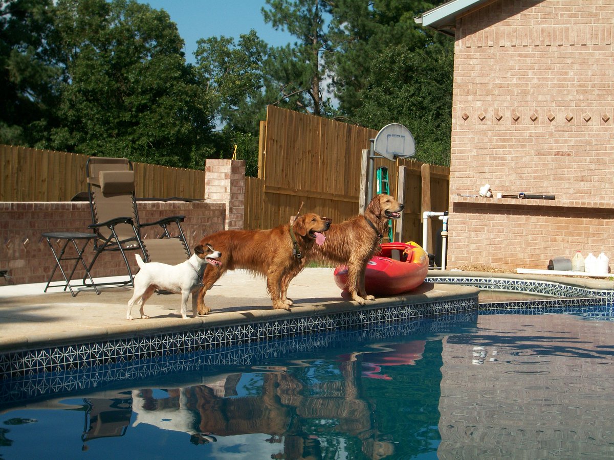 MudRiverDog's tweet photo. #TBT to three of our favorite pups, lined up like synchronized swimmers! #happydogs #threeamigos #mansbestfriend #dogsrule #Summerfun #swimmingfools #ready
Photo Morgan Myrick https://t.co/eS5ZHjJWFI