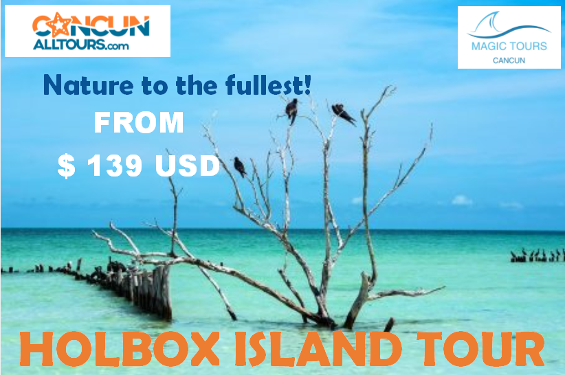 MagicCancun's tweet photo. #Tours #Cancun
Come and experience nature to the fullest in Isla #Holbox!!
https://t.co/8xyE87w6Pu https://t.co/cdKy1tYRls