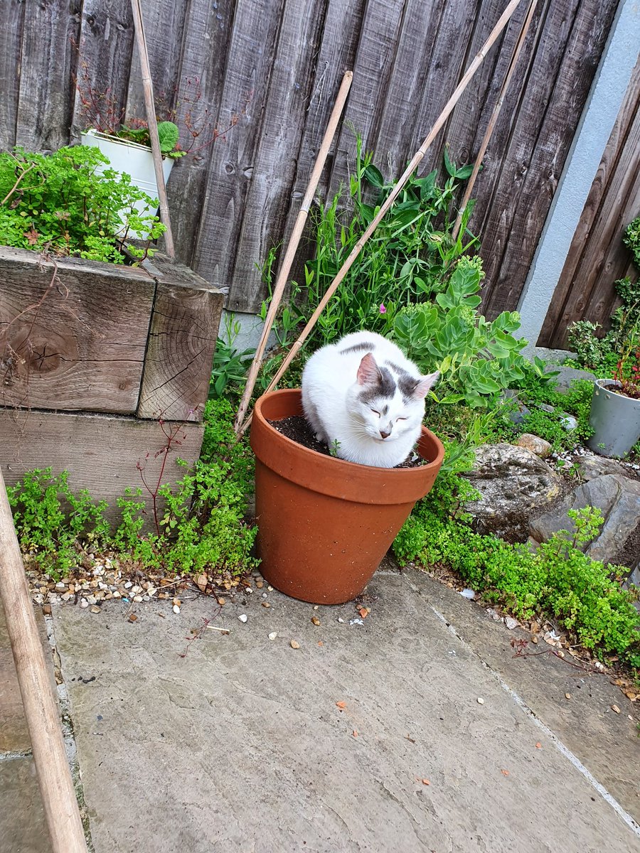 markramcat's tweet image. It's to hot to work at the moment. I decided to relax in a flower pot. You can still contact Mark on 01279 861312 for your computer needs. #Harlow #Computers #CatsOnTwitter