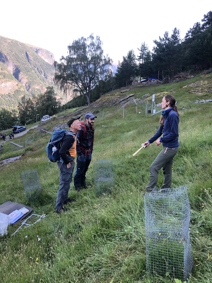VVandvik's tweet photo. @EmeraldNorway chief @FrodeStordal visits #SeedClim @funcab_uib #INCLINE and in a single day learns everything a #climate modeller ever wanted to know about plants... In other news: we finished our dinner! https://t.co/Ei5iF3FF9g