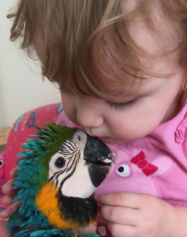 farm_feathers's tweet photo. @Steph30942131 My baby Jenna says hi
https://t.co/8zviJpBlUa Blue and Gold #macaw parrots https://t.co/h5S7d0uSUn