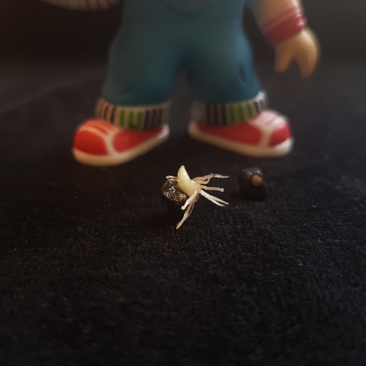 DrBananaGarcia's tweet photo. Have you ever seen  #banana seeds? 
Well, here you have one germinating.  

#bananaman #banana #seeds #breeding #chuckyinthelab @ChildsPlayMovie #musa https://t.co/GuP6JVCEFp