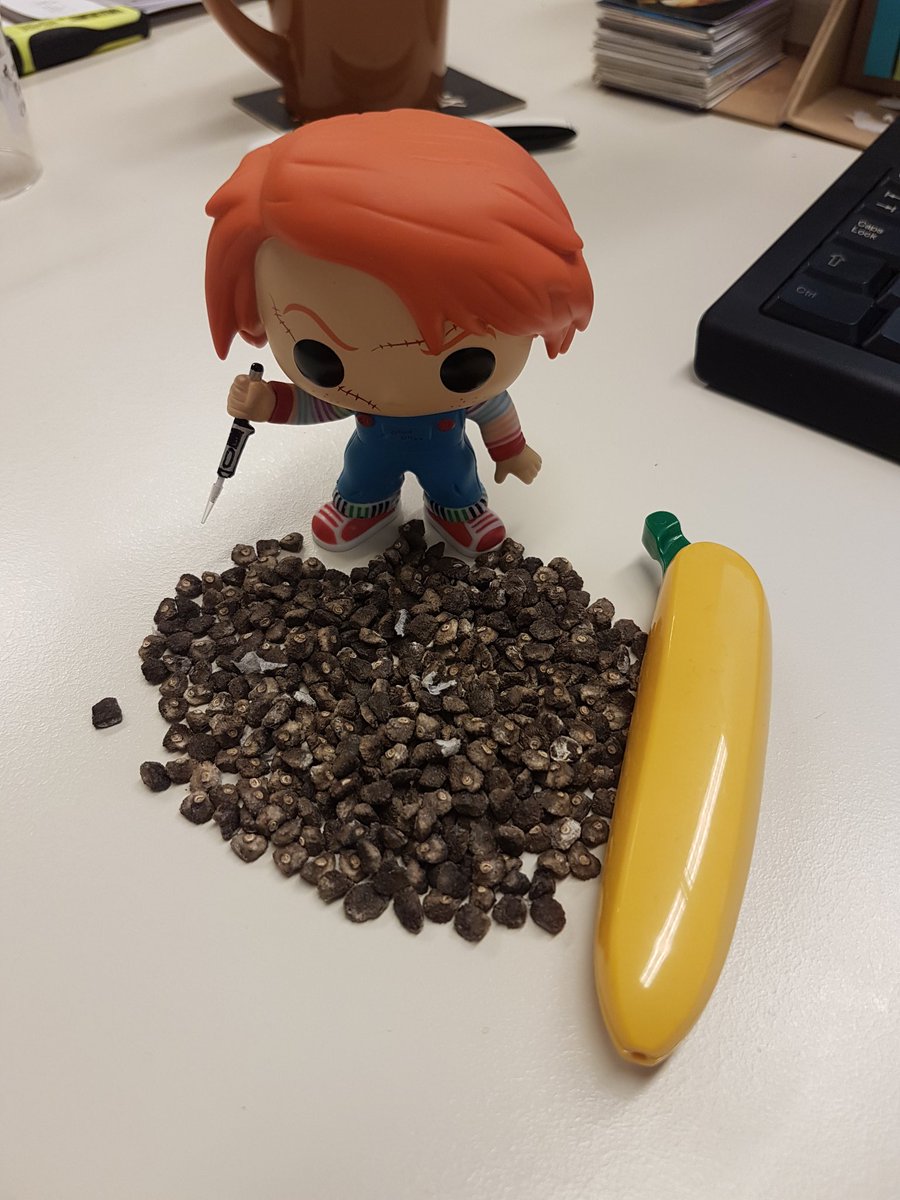 DrBananaGarcia's tweet photo. Have you ever seen  #banana seeds? 
Well, here you have one germinating.  

#bananaman #banana #seeds #breeding #chuckyinthelab @ChildsPlayMovie #musa https://t.co/GuP6JVCEFp
