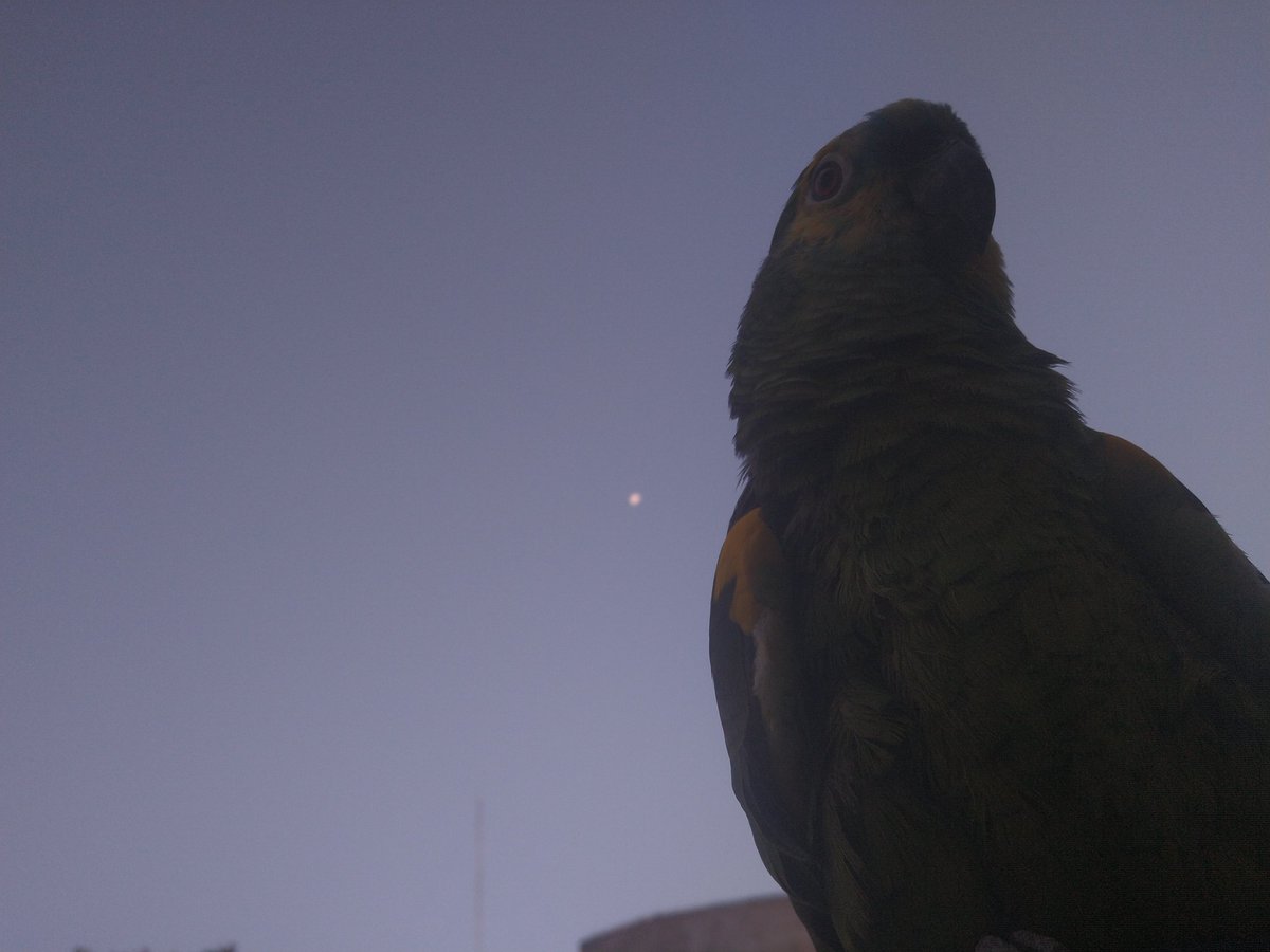 xNiddex's tweet photo. Estoy participando con la foto de mi mascota en el concurso para ponerle nombre al cuarto avión de Flybondi! #PoneleNombreAUnFlybondi @flybondioficial https://t.co/z8NBIRWzbd