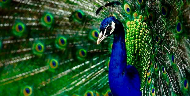 som konserv sardiner är vi
var och en lika fyrkantig 
         svår att öppna

      är hen gammal 
  går det inte
utan verktygslåda

inuti är det inte bättre
några salta sardiner 
och lite olja

i Tindra 1  
vill jag imponera 
poeter.se/Las+Text?textI…