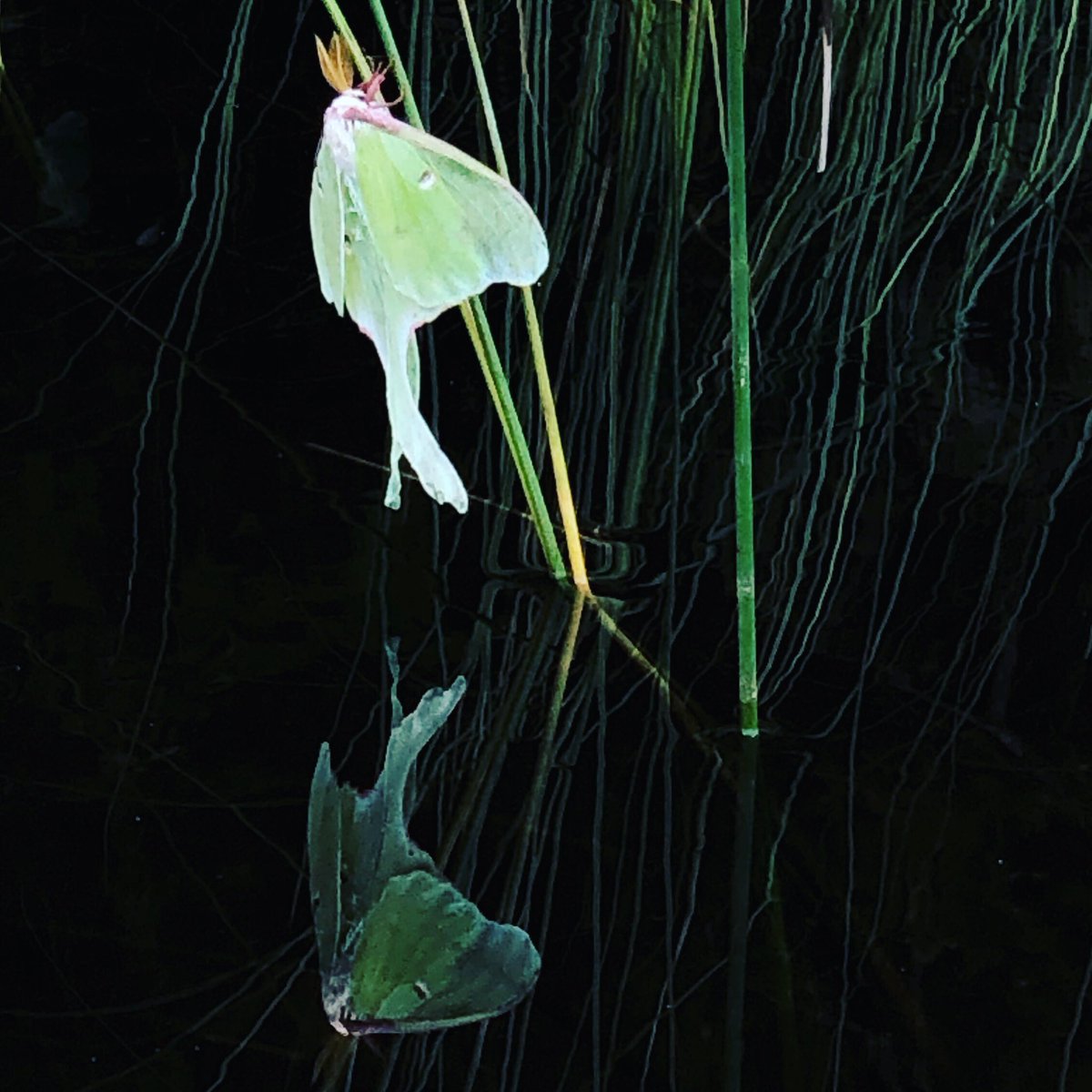 dwilapix's tweet photo. Luna Moth
A rare find! I was soooo excited to spot this beauty on Shannon Lake, SK. Had my iPhone X along! Woooo!
#luna #lunamoth #silkmoth #giantsilkmoths #greenmoth #myworld_in_green #lovegreen #giantbeauty #moth #reflection_fun #prairiesnorth https://t.co/KlzvDGRMVF