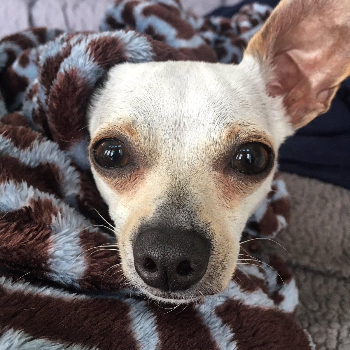 oliviasmarg's tweet photo. Adopt Oliver. 
#rescuedog #Houston #Texas https://t.co/7RIOZPGIly https://t.co/RmxfGC9Qkn