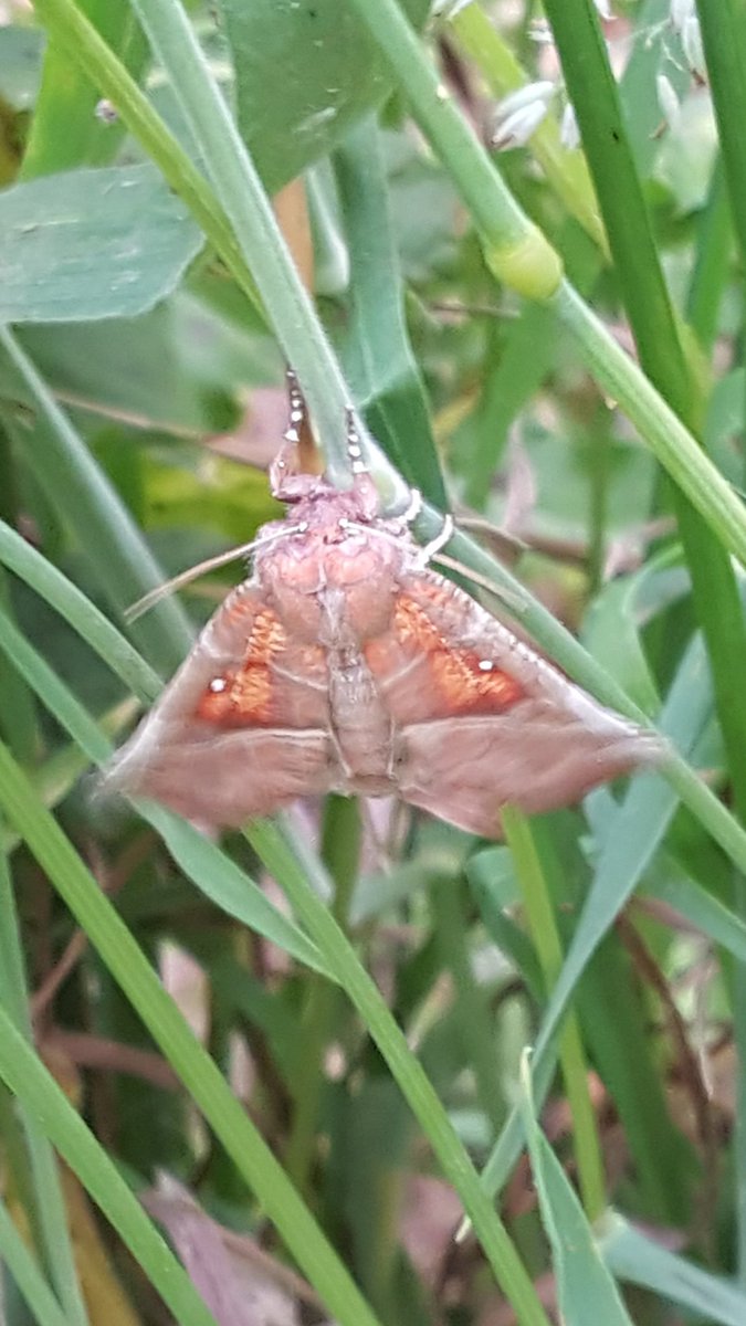 Work Experience at MHP, Day 4: Deadheading roses in the rose garden, managing the thousands of new plants &amp; much more. Been great so far :)