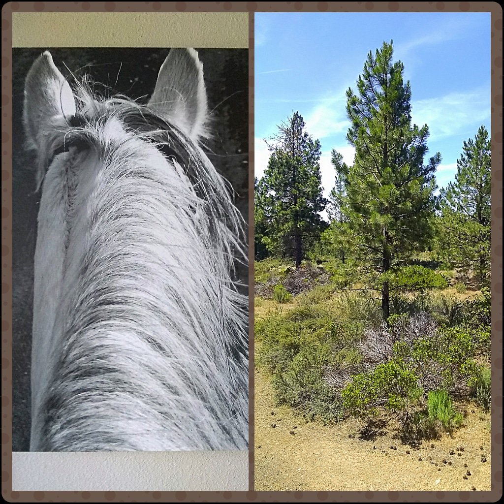 drestrada's tweet photo. Wild Wild Bend #bendoregon #enjoylife #getaway #resort #vacationmode https://t.co/zb76y9w8bC