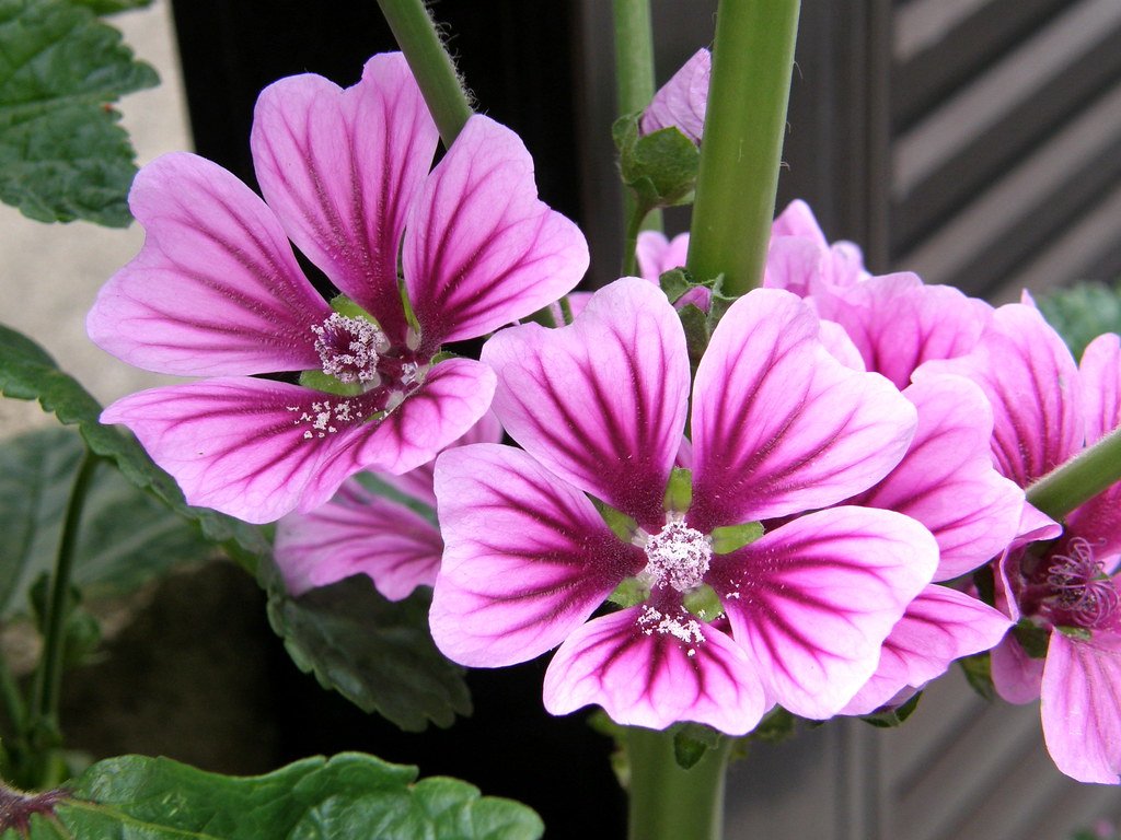 O Xrhsths 366日の花個紋 Sto Twitter 7月12日の花個紋 向う銭葵 むこうぜにあおい 個意ことば 器量 心が広く どんな困難も乗り越えられる器の大きな人 今日の花個紋はこちら T Co 9c7btm5wwd 誕生日 梅垣義明 荒俣宏 Hanakomon 花個紋