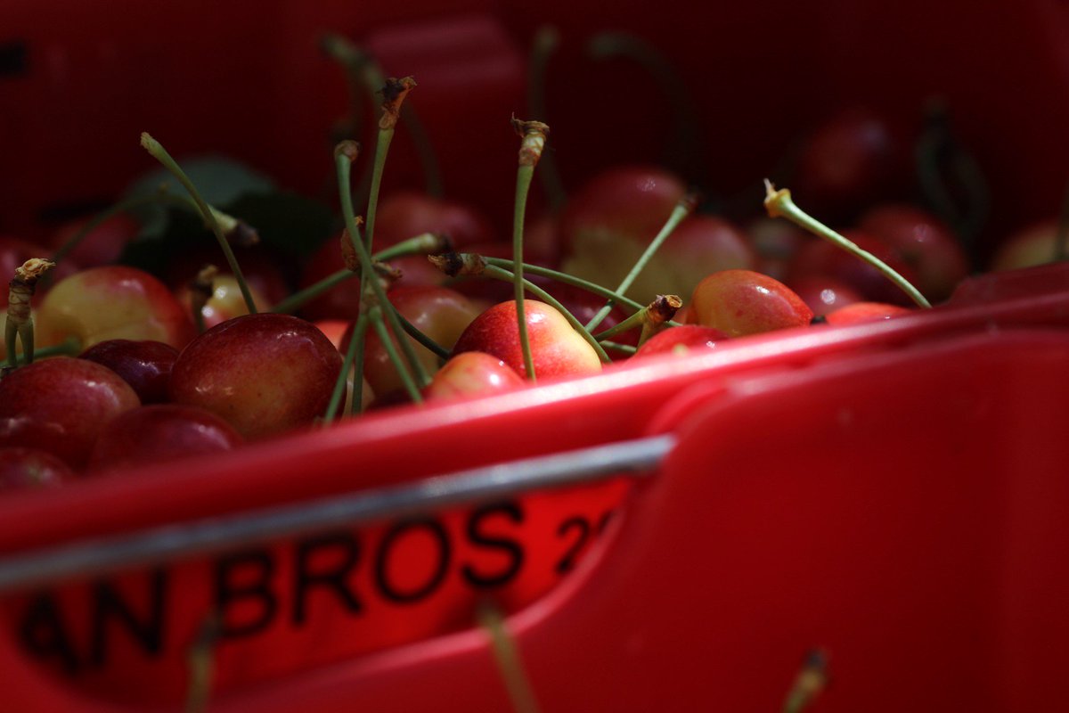 NWcherrygrowers's tweet photo. Celebrate the peak of summer today on National Rainier Cherry Day! 🍒 It's the prime of the season for the sweetest cherry of them all. Lower acid, higher sugar, they don't stain, AND they'll be gone soon...
#celebrate #rainiercherries #sweetcherries #nwcherries #sweethealth https://t.co/3KiIpcNYgz