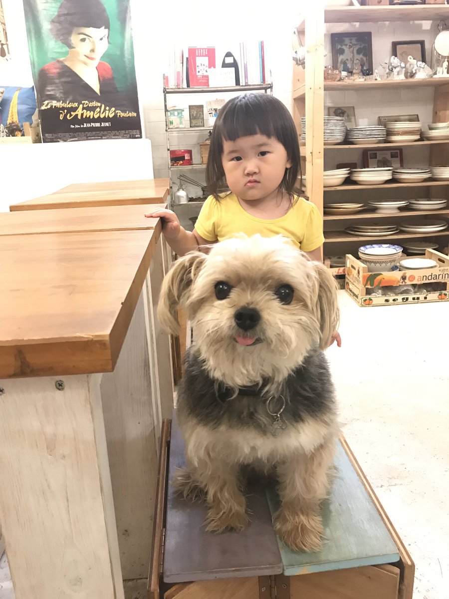 Boiteぼわっと 2月は日本橋三越 松屋銀座 西宮阪急 Pa Twitter ヨークに会いに来てくれたご近所のかわいこちゃん すごく会いたかったらしいですが 会ったらシャイでツンデレ気味に かわいい 犬がいる店 ヨーク副店長 ヨークシャテリア マルチーズ