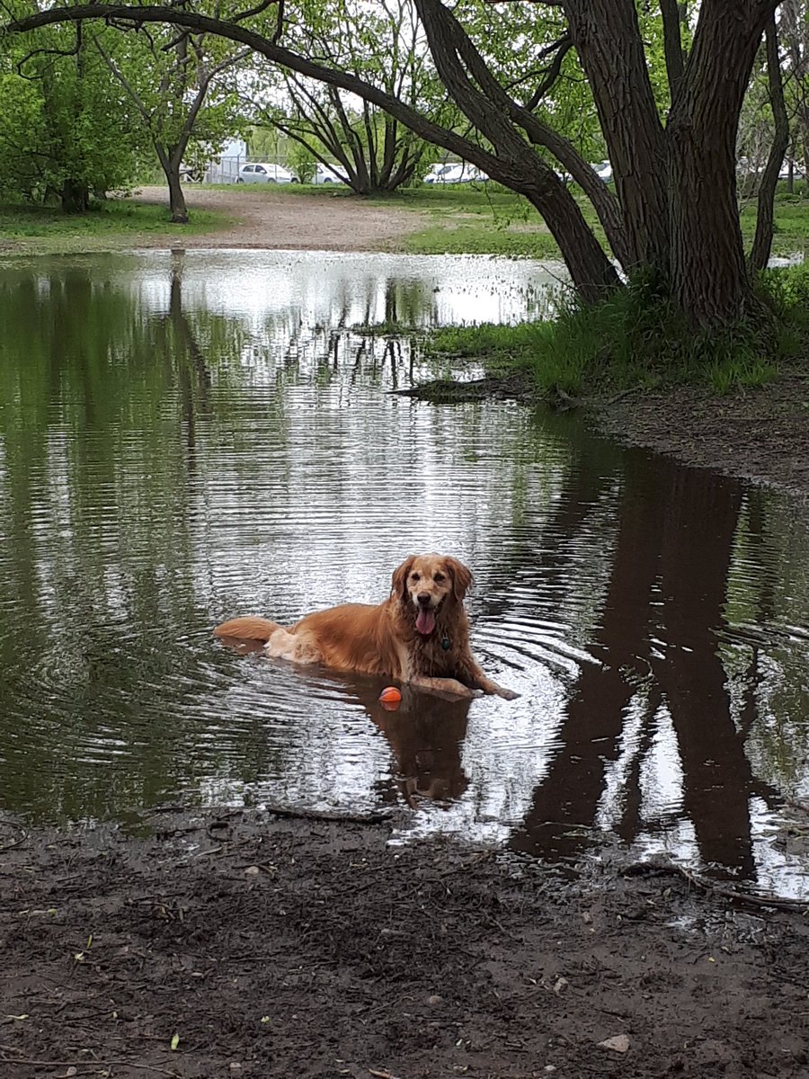 rachpasc's tweet photo. Hey @StormWeatherDog! Nala really enjoyed meeting you last month! She would love a global news shoutout on your dog walking forecast! #GlobalNews #Globalweather https://t.co/zgmmqzM8em