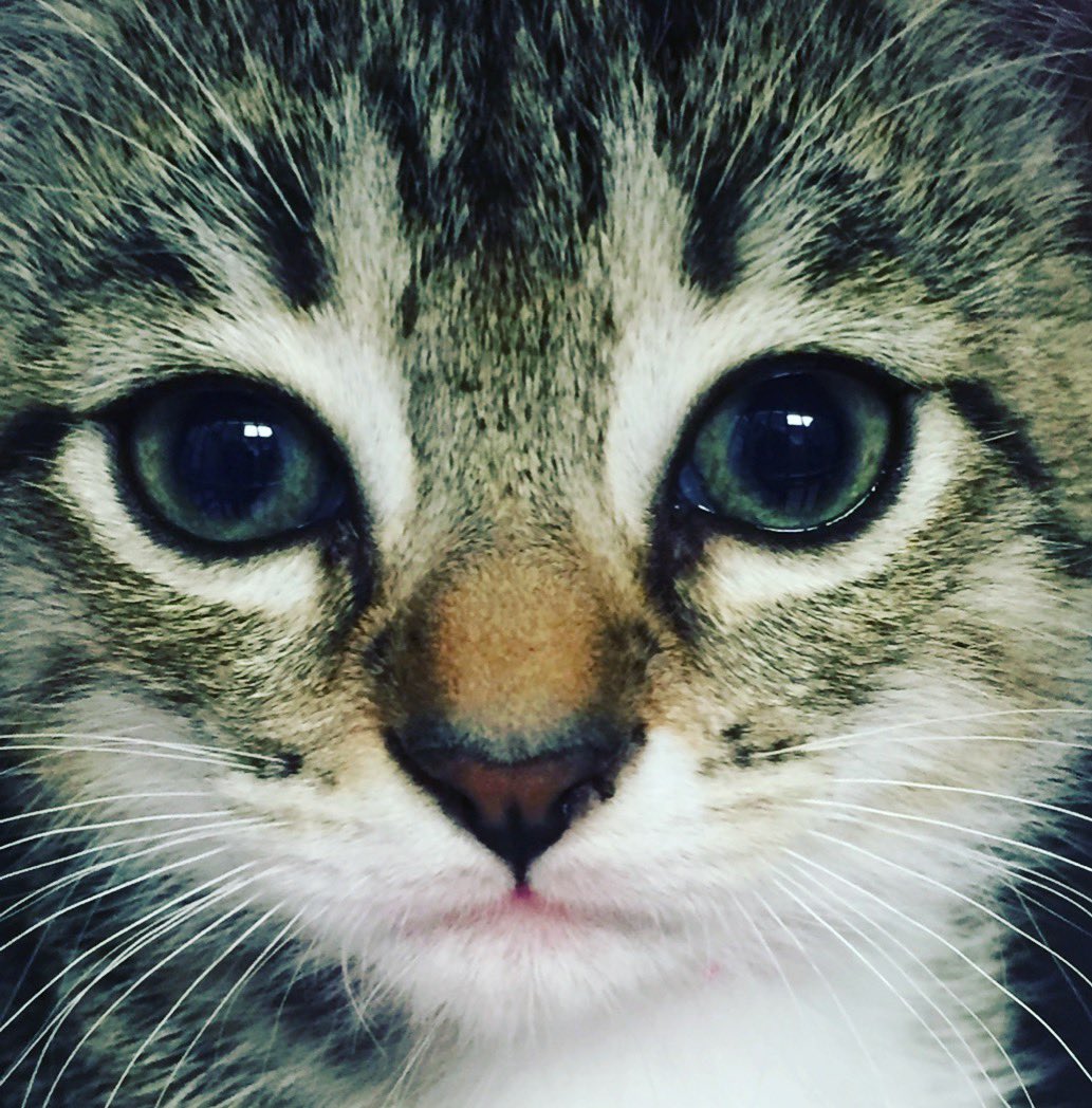 Did you know #kittens can be right or left pawed just like people? Have you noticed your cat has a preference which paw they use? 
Happy #NationalKittenDay  <a href="/CatsAreVeryGood/">Cats are great</a> <a href="/Keisha1022/">kitten & Cat Lover</a> <a href="/TheDaiIyKitten/">DailyDose Of Kittens</a> <a href="/BrainyKitten/">Brainy Kitten</a> <a href="/larryjsexton47/">KittyCatKlub&Rescue</a> <a href="/CatRescueOttawa/">CatRescueNetwork</a> <a href="/Petco/">Petco</a>