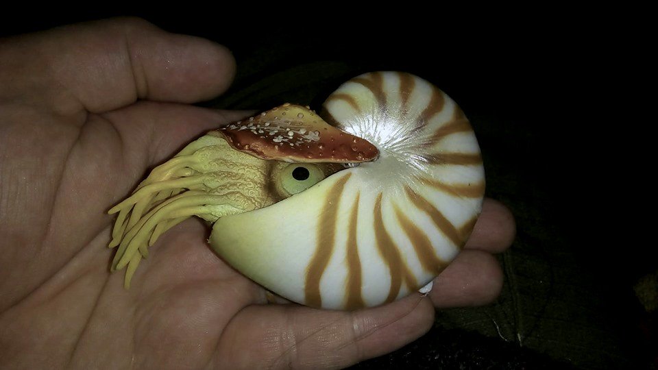 Nautilus Aquarium