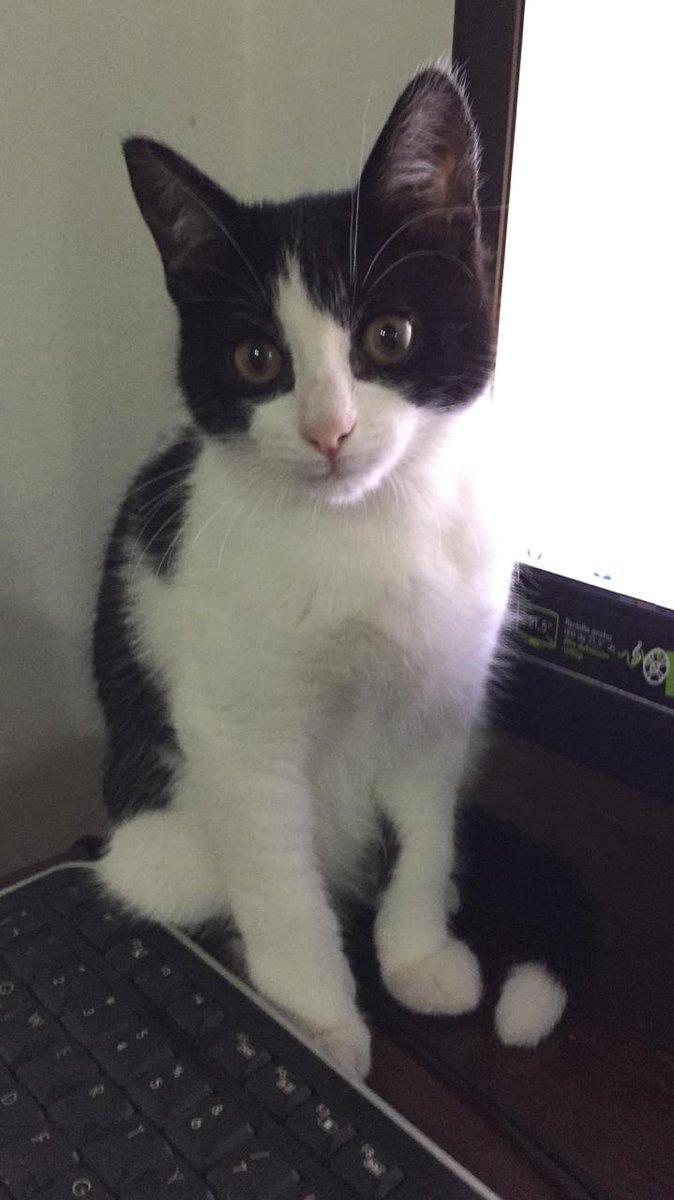 AleLaburgue's tweet photo. #MUCHOSGATOSPOCASCASAS
#LosRescataditosdeSanBlas
La bella y querida Pili, también conocida como Gordolfina, es extremadamente cariñosa, ideal para compañía
Tiene 4 meses, está desparasitada, usa piedritas
Llevo a domicilio
Agradezco difusión https://t.co/JuPQqgFCpJ