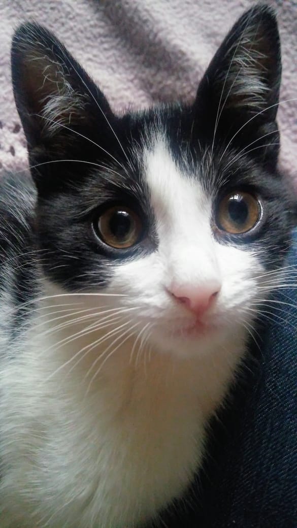 AleLaburgue's tweet photo. #MUCHOSGATOSPOCASCASAS
#LosRescataditosdeSanBlas
La bella y querida Pili, también conocida como Gordolfina, es extremadamente cariñosa, ideal para compañía
Tiene 4 meses, está desparasitada, usa piedritas
Llevo a domicilio
Agradezco difusión https://t.co/JuPQqgFCpJ