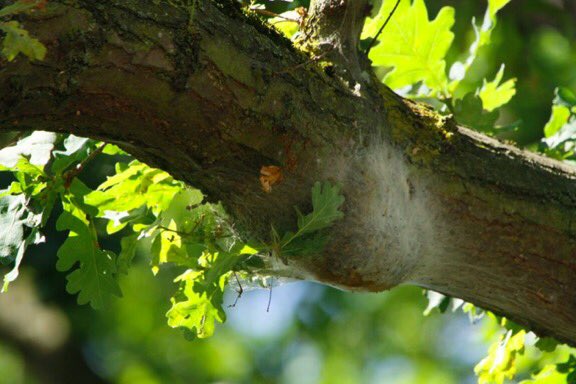 URGENT: please inspect all first year plantings of oak over 8cm girth in the next week for OPM caterpillar (pre hatching) &amp; report findings to tree alert: bit.ly/2Yudhnz DEFRA urges all UK landscape industry to adopt a BAN ON ALL IMPORTED OAKS FROM NON PROTECTED ZONES.
