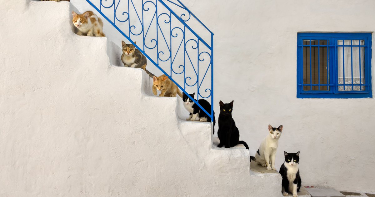 MeowMeetUp's tweet photo. Don't wait in the fe-line!! Get your tickets early to avoid any lines...
9 days away!
https://t.co/ccbsR5LNo2

#cats #meowmeetup #dontwaitinline #cats #celebratecats #catsoftwitter https://t.co/7ZN2obxEUp