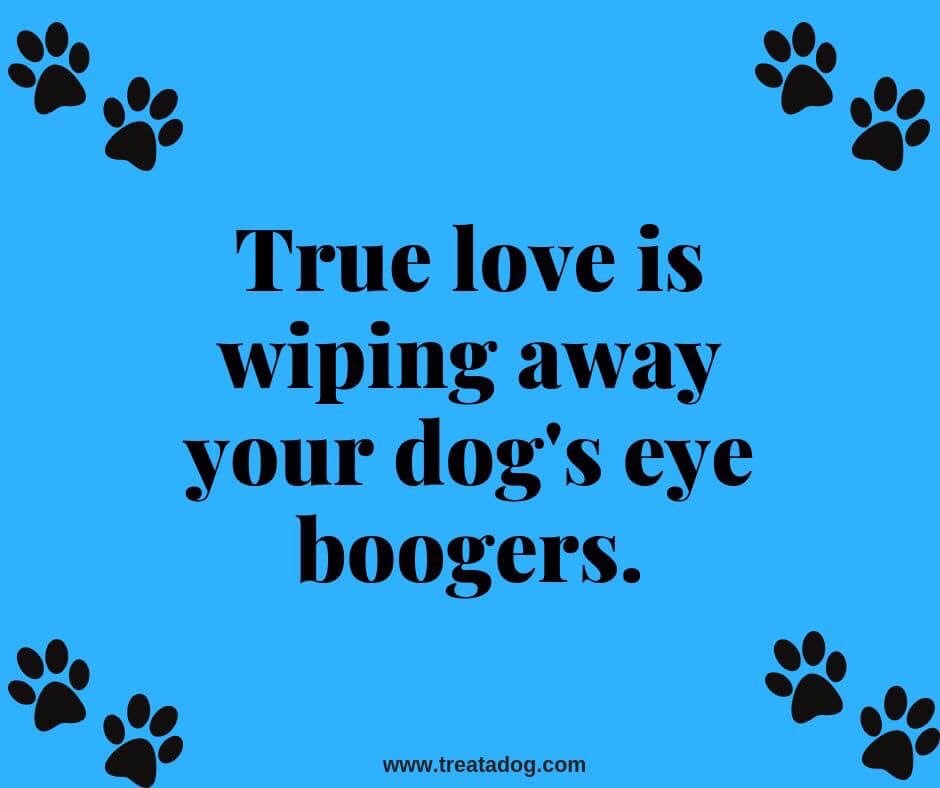 DogsCanada's tweet photo. https://t.co/u3wTOj8eMw