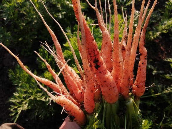 jan_czapski's tweet image. Pierwsza #marchew w sezonie. Na zupę jarzynową...   😉