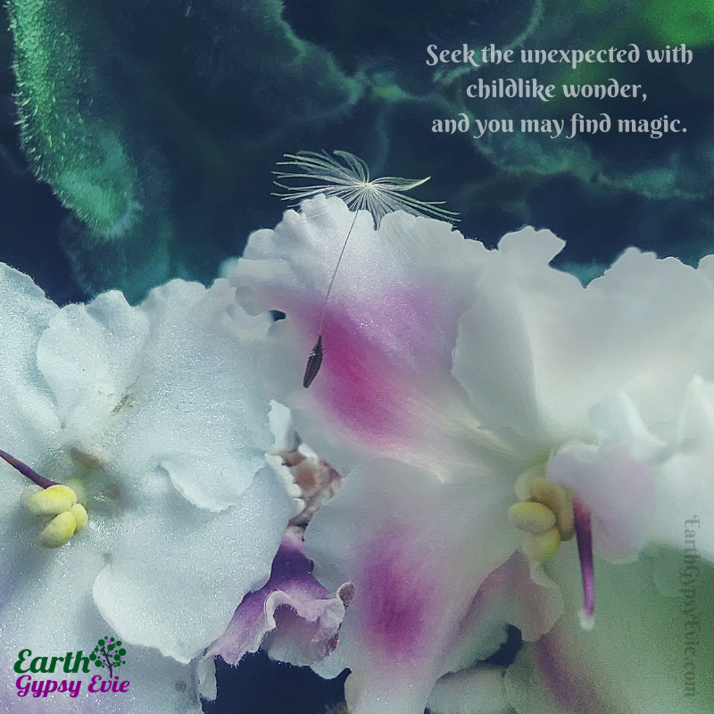 EviesBotanicals's tweet photo. #seektheunexpected #violets #dandelions #childlikewonder #seekmagic #EarthGypsyEvie #magicalgarden #dandelionwishes #Earthbasedliving https://t.co/wWRdiPoLCv