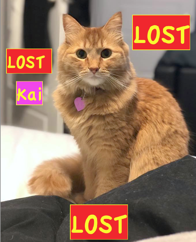 Indoor* ORANGE CAT LOST in <a href="/CopperwoodLeth/">Copperwood</a> WEST/The Curve - 'Kai' snuck out a few hours ago😿  She's wearing a purple collar with tag: facebook.com/LethbridgeAndA… *PLEASE RT* #YQL