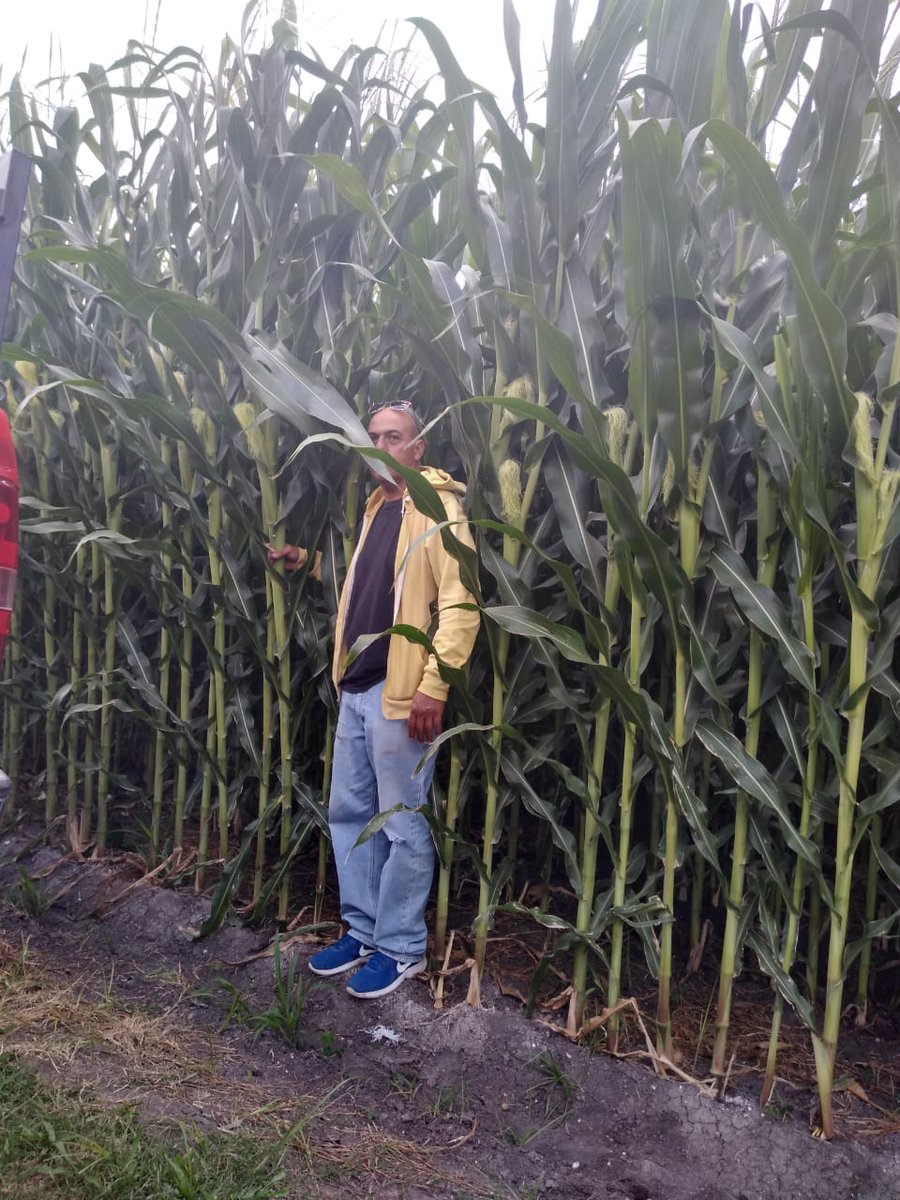 adrialuna's tweet photo. Tan rechulos  los cuatitos 🌽🌽💕 #ManejoIntegradodeNutrientes y control biológico de plagas #sisepuedesinpesticidas #AgriculturaLibre https://t.co/3Swwt4nd5x