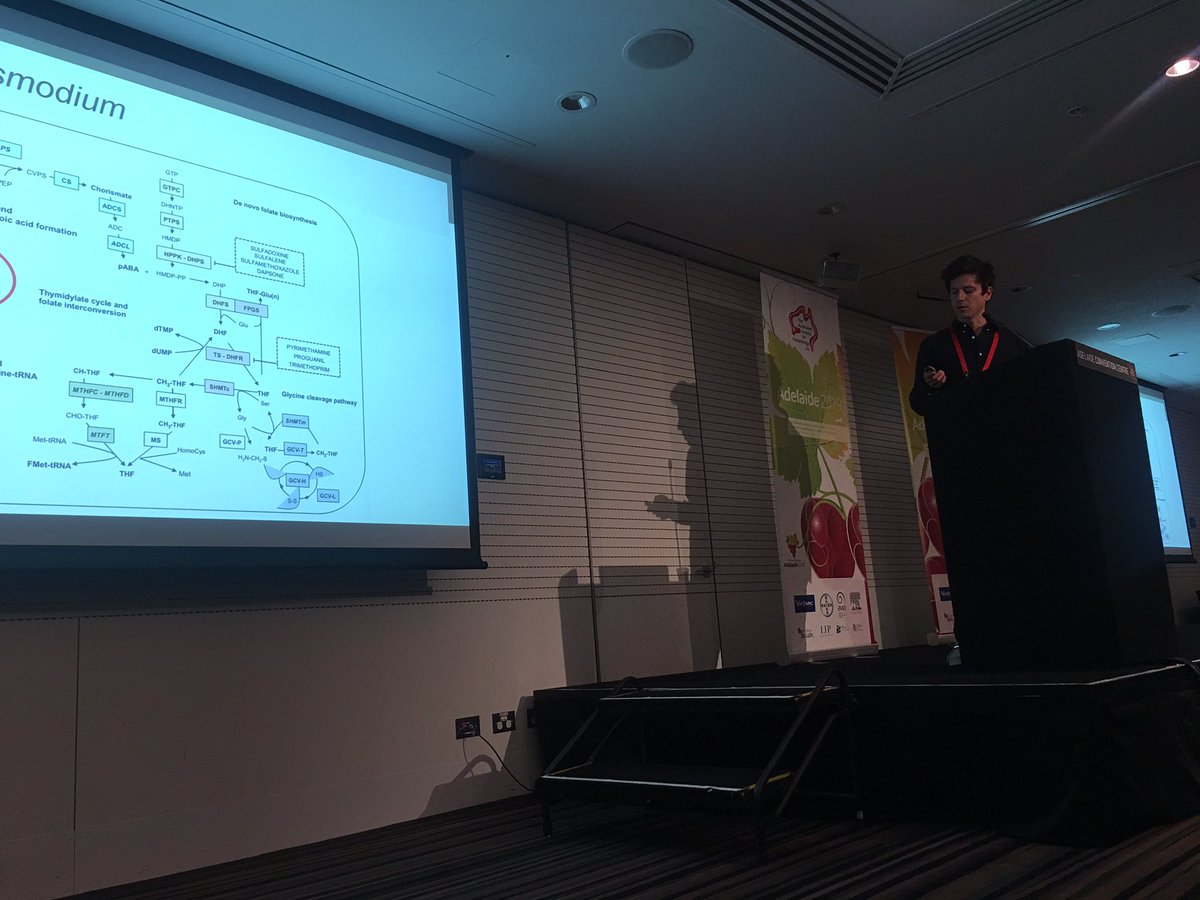 sonjzzz's tweet image. Elegant study showcased by Francois Korbmacher from Maier and Matz labs at the #2019ASP CMB session. #sporogony of the #malaria #parasite. Beautiful #microscopy 😍