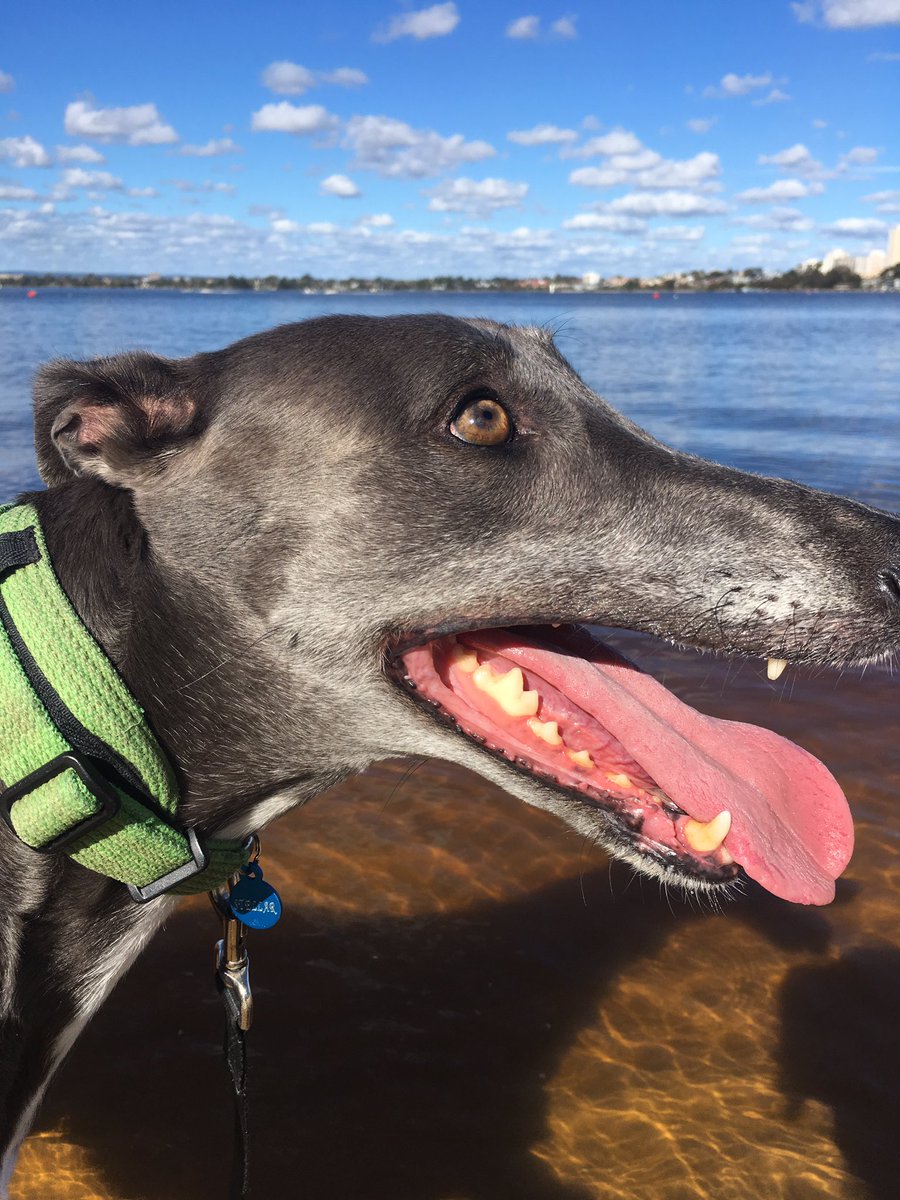 Grace_hound's tweet photo. Help remove the WA greyhound muzzle laws here https://t.co/NTjfBmC99W as WA restructure the dog act!  #adoptagreyhound https://t.co/vWWrGjjsSv