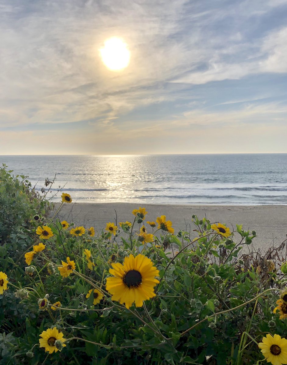 Spectrum News 1 SoCal on Twitter "Sunflowers, and sandy beaches, at sunset does it get any