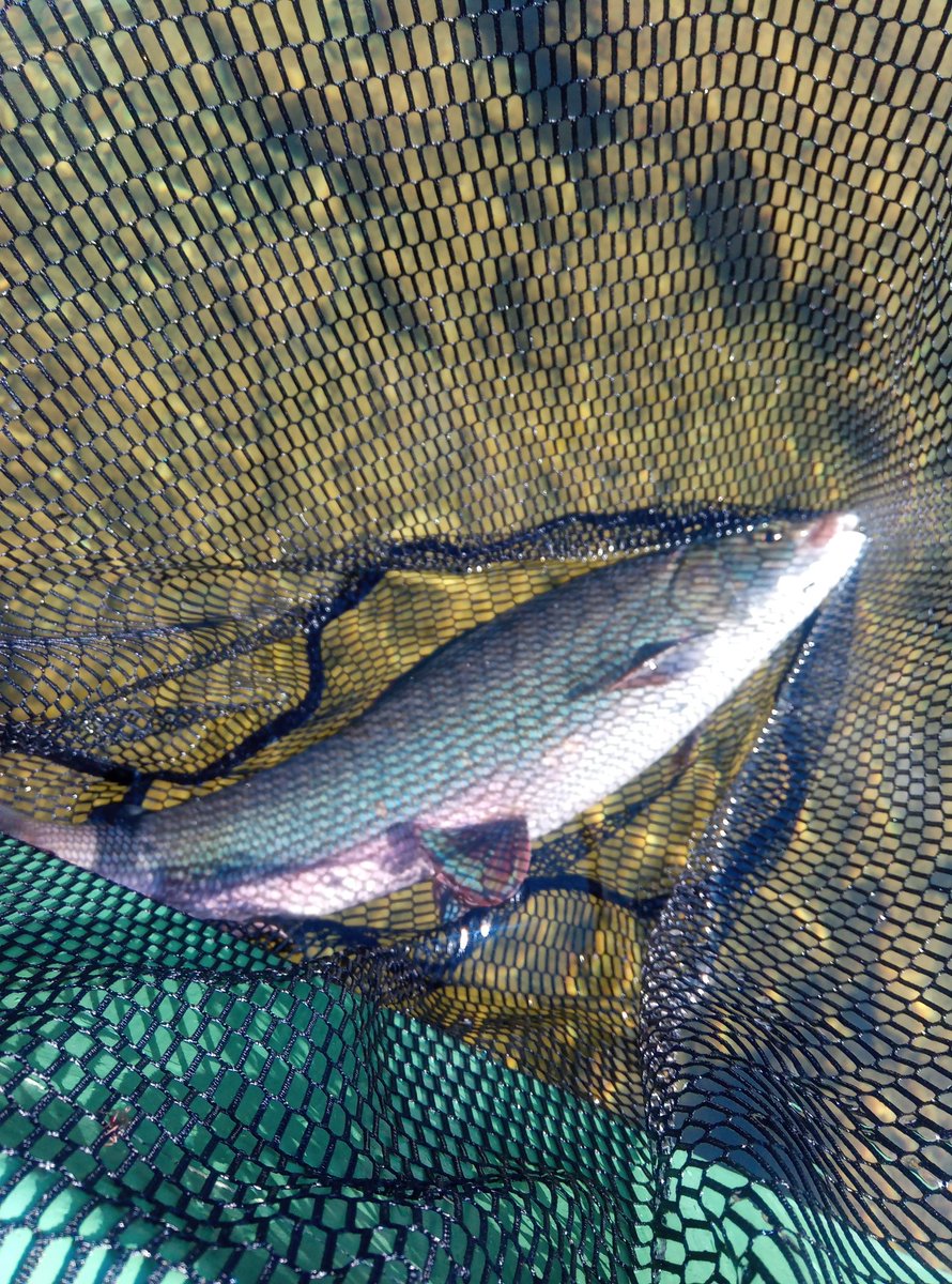 PaaTur's tweet image. @PaaTur ved #rogen. Harren biter. Savner ørreten + 😉