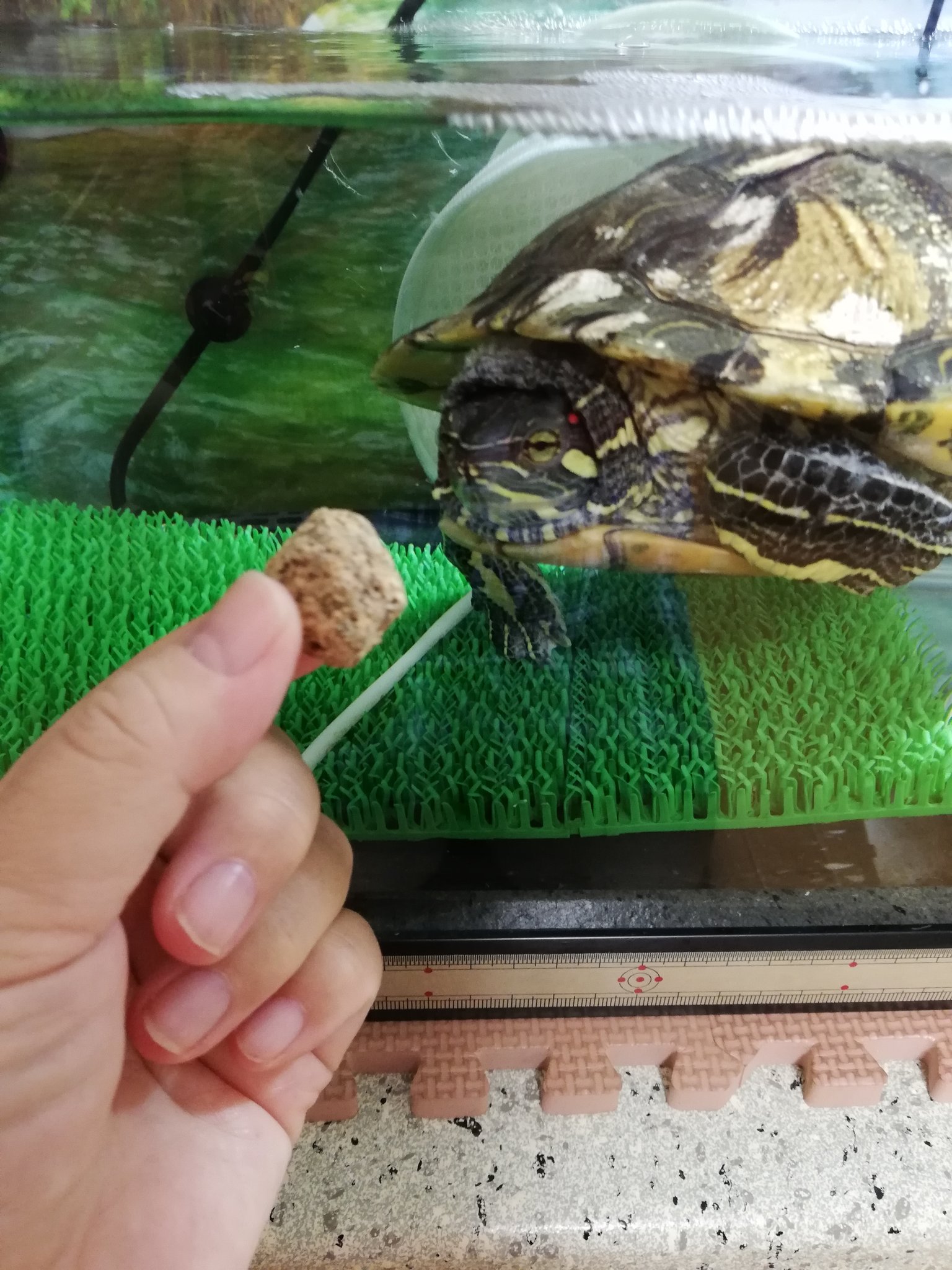 ドリルうさぎと亀の果芽実さんとなつきちゃん 水流が足りないですね 果芽実さんがパッケージのカメよりずっと大きいので 噛んだ反動でエサが弾かれて逃げる動きになりません Turtlechaser アカミミ魅力拡散 亀 カメ ミドリガメ アカミミガメと