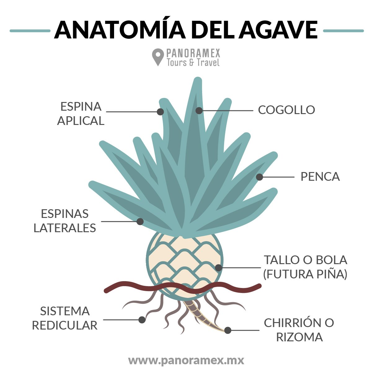 tequilatours's tweet photo. #ThursdayMotivation #AgaveAnatomy #Tequila
https://t.co/tw0JrE8naS https://t.co/6G3lT5xyCg