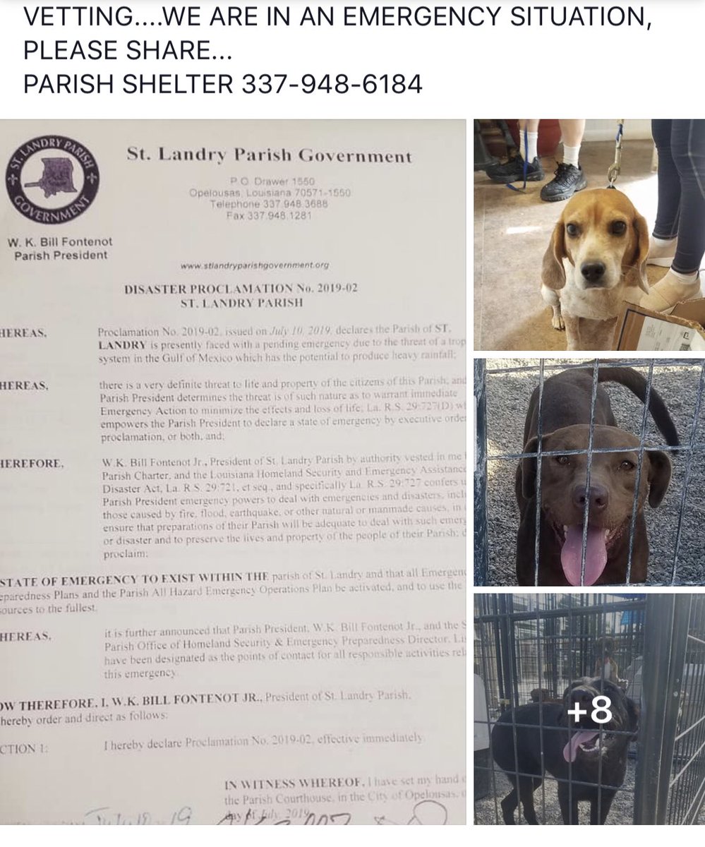 PGuy77's tweet photo. St. Landry Animal Control in New Orleans will need to euthanize 125 dogs if they are not fostered by tomorrow. Please RT or tag someone you think can help. https://t.co/ufrLIxHviA