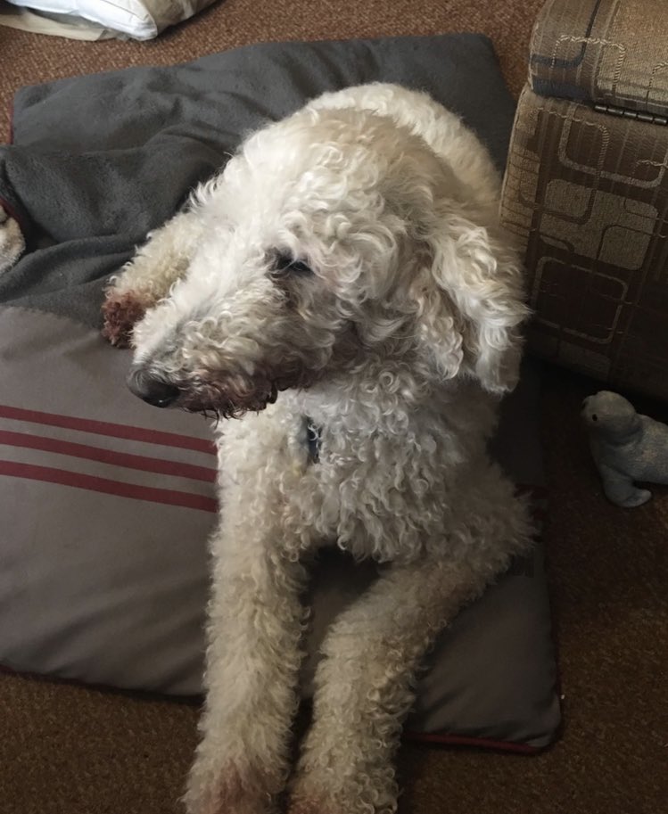 wolfhound and poodle mix