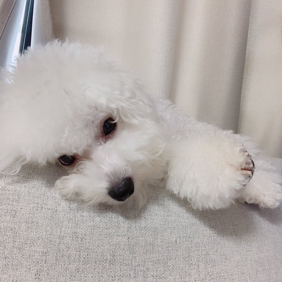 関根りさ 今日の英語日記 Hanamasa Is A Dog His Paw S Smell Is Jasmine Rice Thank You 関根りさ 今日の英語日記 Hanamasa Is A Dog His Paw S Smell Is Jasmine Rice Thank You