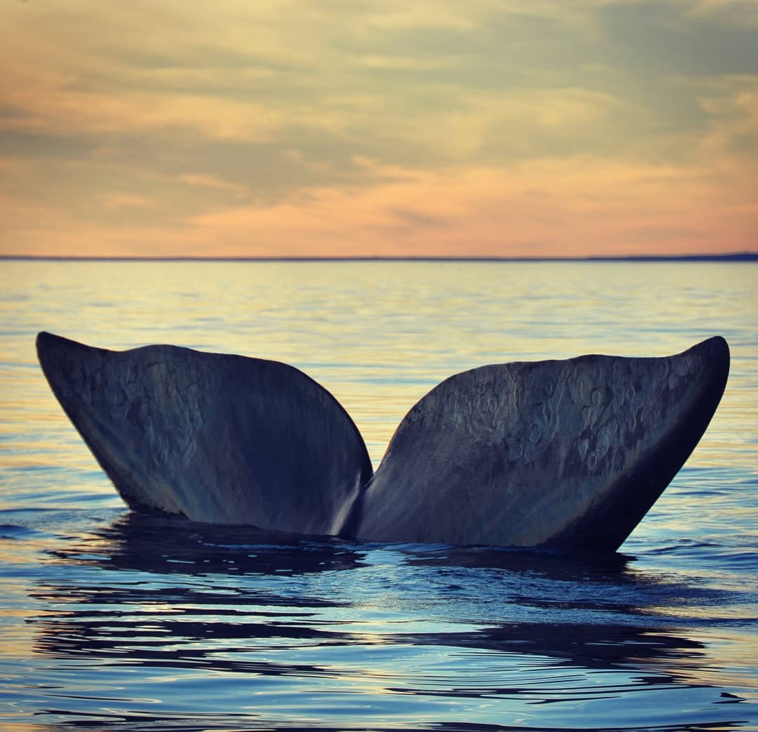 argentinapatago's tweet photo. Encontrar la calma en el mar... 🌅🐳💙
#Ballenas #PuertoPiramides #BuenViernes
Foto @hernan.romero.fotografo https://t.co/p68dYUQEB2