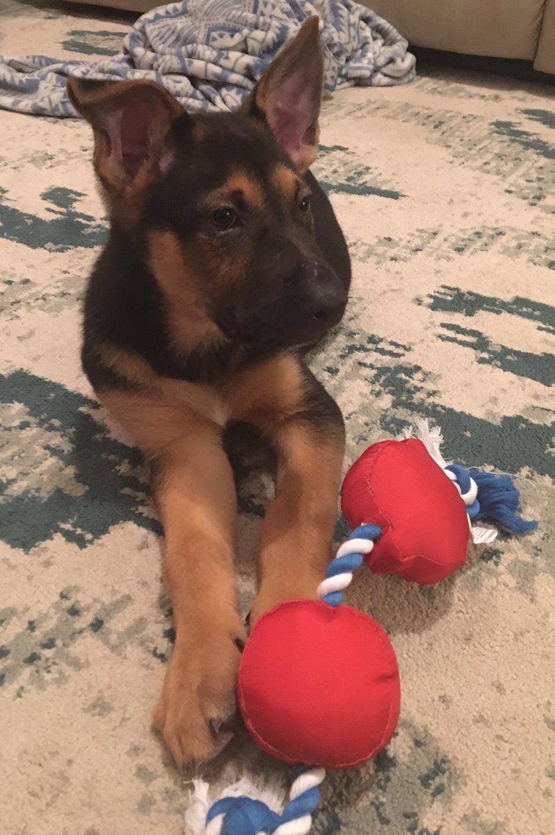 aboutabunny's tweet photo. Hmm, mom and dad brought me home a new toy. https://t.co/Kfoa8v5pII
