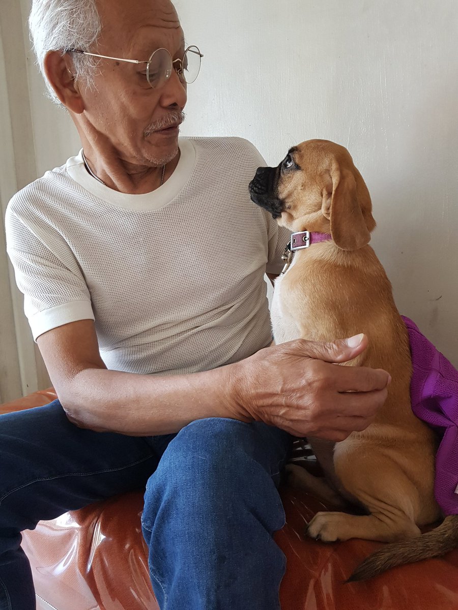 MarYeL_LaGmAn's tweet photo. "Greatgranpaw, they gave me a shot behind my neck. I hate grandmaw, she drove me here. I hate the vet, he poked my neck. Welp. I cry. I die." - #LifeOfPinkyTwinkletoes #PugglePup #PuggleProblems #Squishyfacecrew #Dramaqueen #Puppydogeyes https://t.co/oB1dJp1pVV