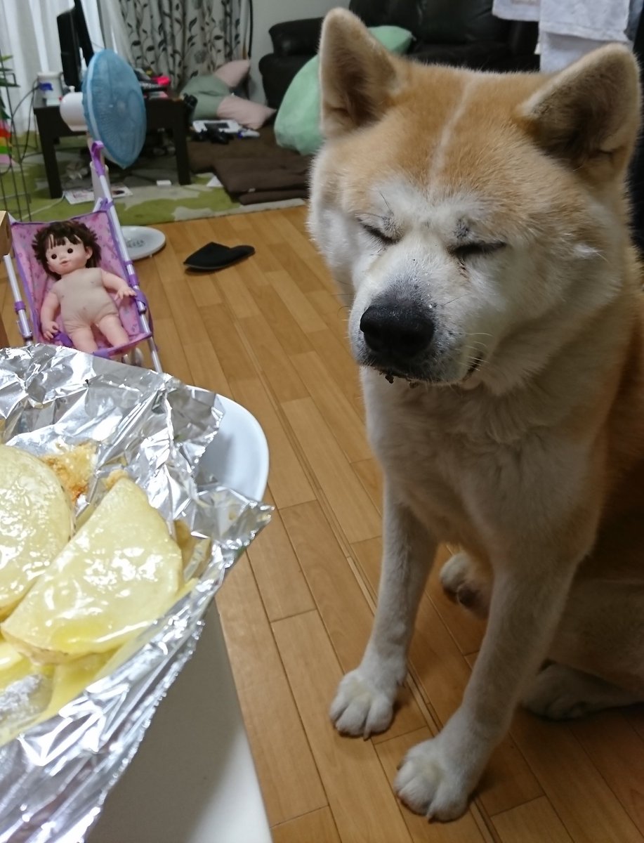 ドラクエふじこ على تويتر これがその元気な大きい犬です ドラクエふじこ على تويتر これがその元気な大きい犬です