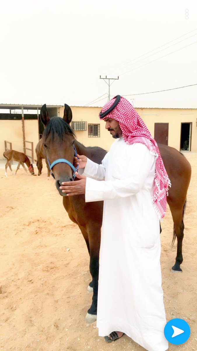 f_lh911's tweet photo. #مربط_علم_عبس https://t.co/Kh2eovaula
