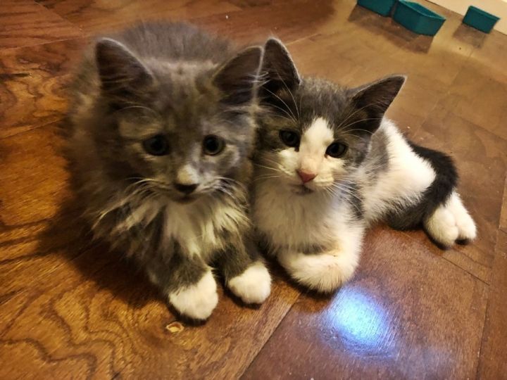 NWACOregon's tweet photo. Hey!!I’m ready for you to adopt me!😁Meet Artemis(3 months)🐈She ❤️to play, run around &amp; be where you are. She can be found taking naps with her big fluffy sister, LUNA. (also available for #adoption) https://t.co/9O2GLBOvBp
#adoptdontshop #pdx #beaverton #hillsboro #nwacoregon https://t.co/PjJ0WcHIW9