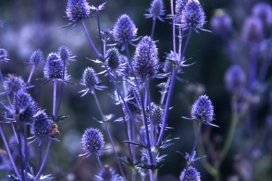 Letter_flowers's tweet photo. ◆エリンジウム◆

金属質の光沢がある花。

球状に小花が集まり、そのまわりを囲むようにトゲのある苞が広がっています。

花言葉は『秘密の恋』

エリンジウムの花は触るとチクチクすることから、このような花言葉がついたそうです。 https://t.co/uC2Lfy1DSM