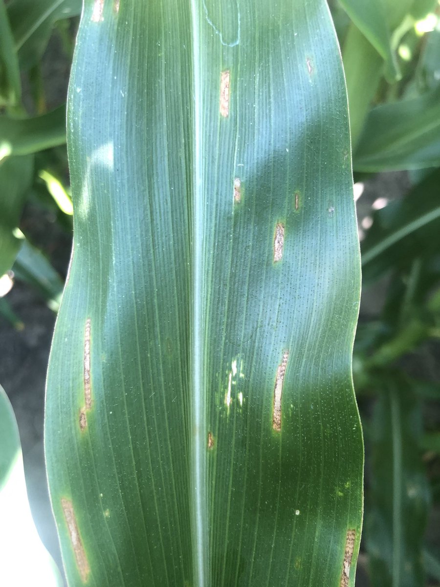 Tim Walsh tweet media