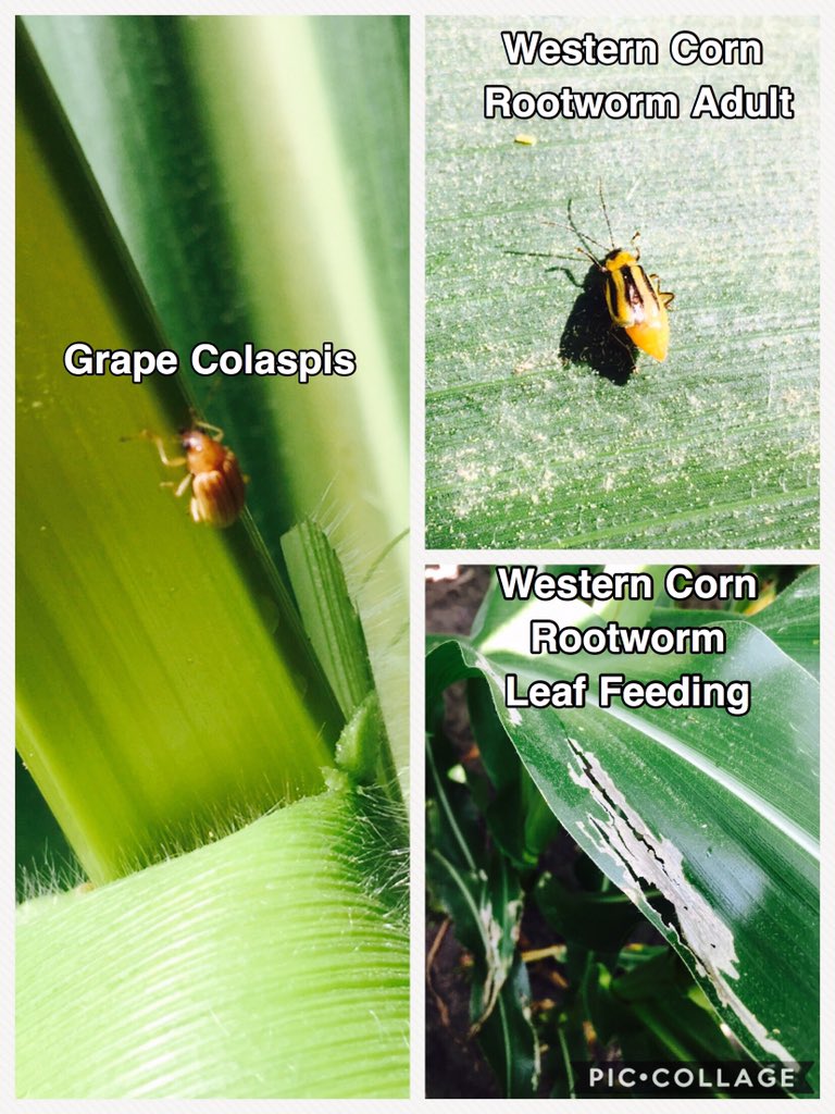 Agronomist_Whit's tweet photo. Haven’t been out in the field in the last couple days?? Well there is a lot going on out there! 👀 some of the insects, diseases &amp; issues @BluegrassAg, @Redgreenwell8, @EmilyAllegar21 and myself spied yesterday in Morganfield, KY! #FCUS #grow19 #seedsmanshipatwork @Channel_KY https://t.co/K5W4JPNHnF