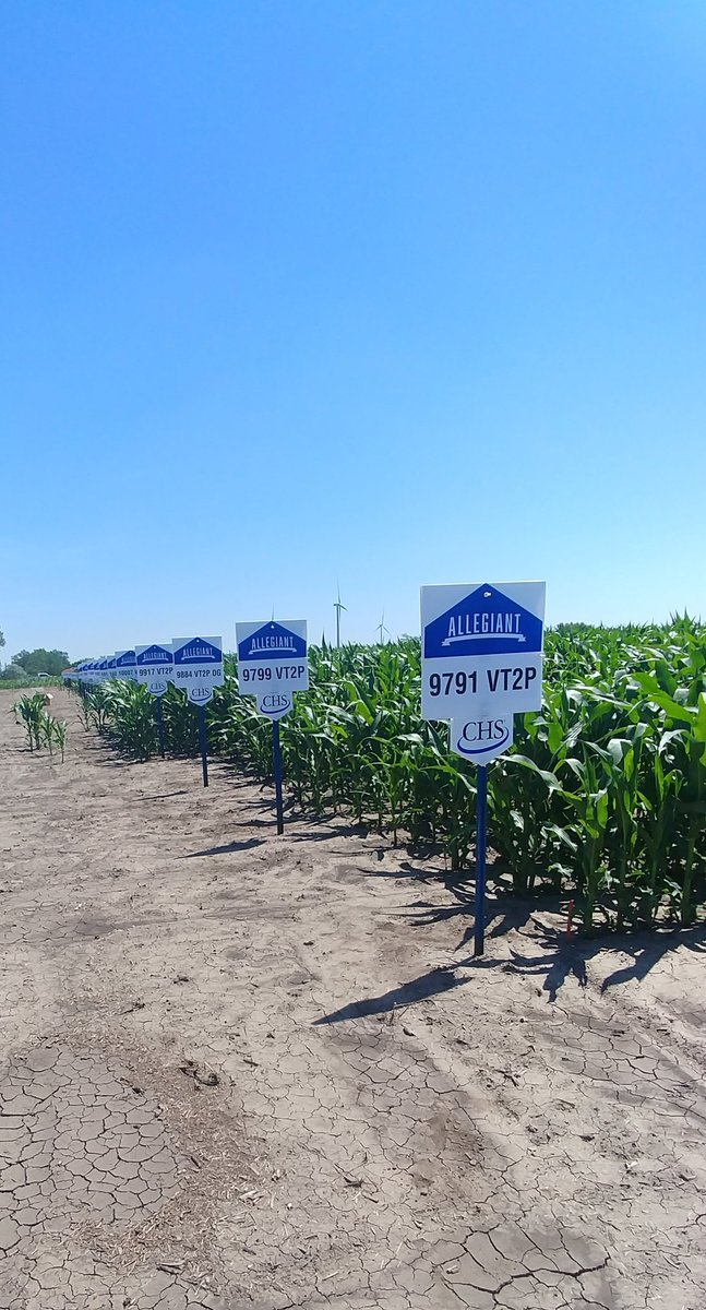 Lindsey Berg tweet media