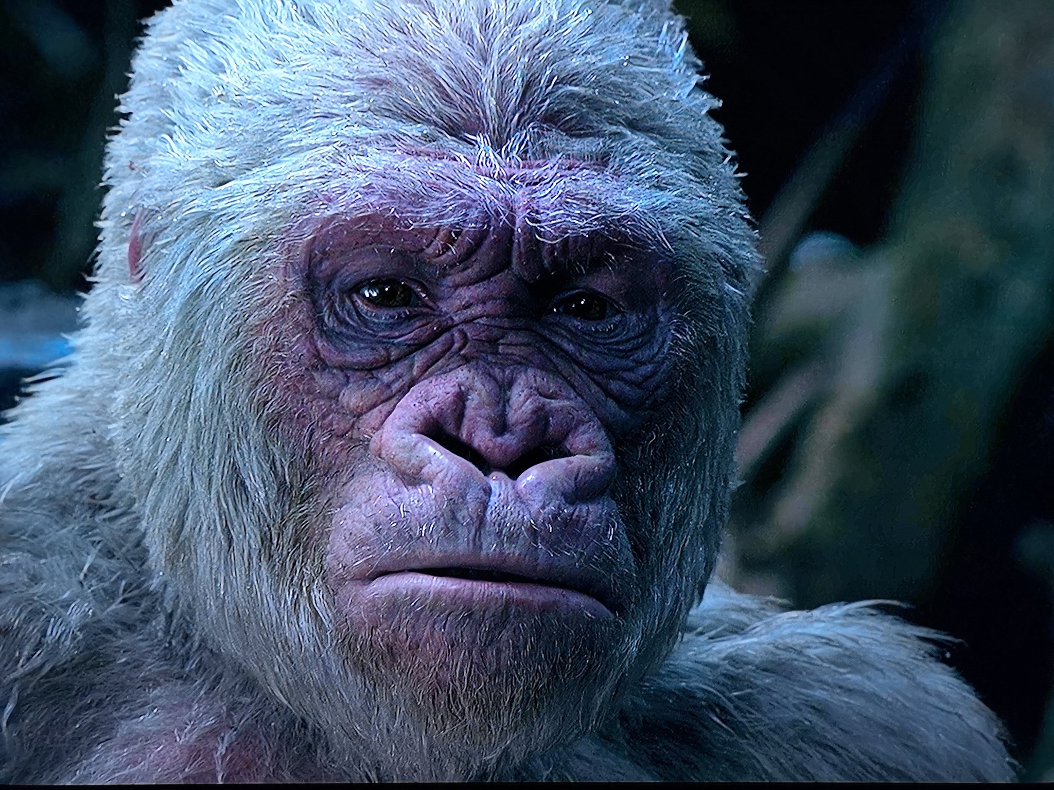 D_PfUDOUIAY0O98.jpg:large