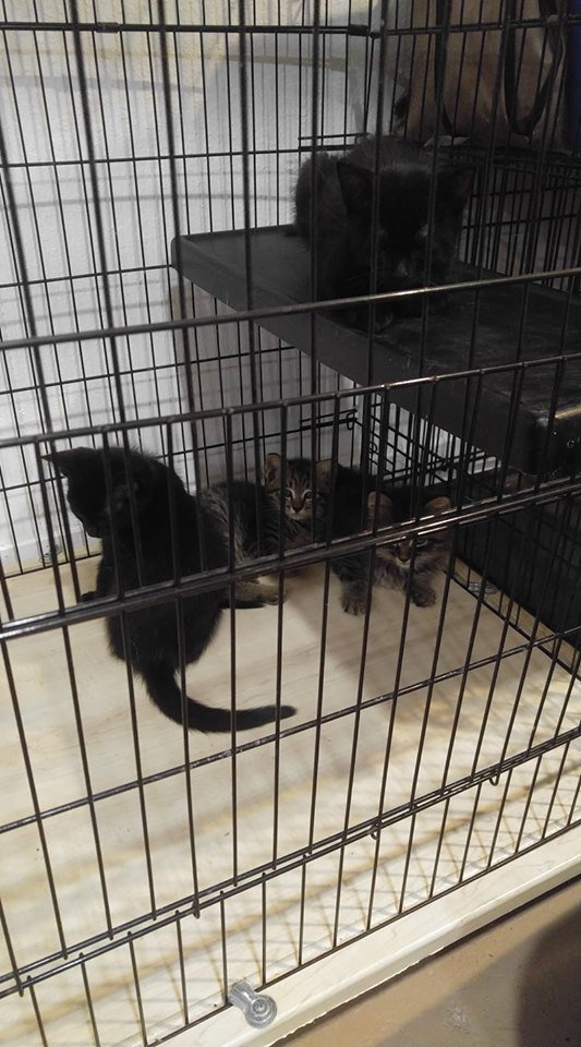CarrollHumane's tweet photo. Join us at the Squire Shop Friday, July 12, 11-2 for an adoption event.  The Greenbelt Gang, these sweet orphans, will be available with a $25 adoption fee.  Dogs from the shelter, too!  Thanks for hosting us, Squire Shop! https://t.co/YzUIYETpOg