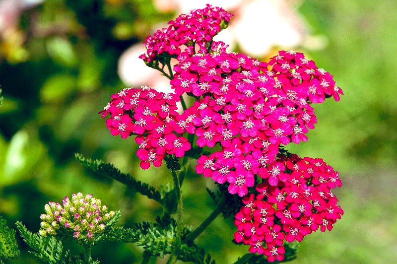 スキーポン Skeepon Acp Twitter